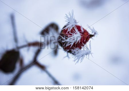 beautiful rose bud with thorns in the frost. winter.