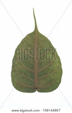 Semi dry leaf isolated detail texture. Heart shape leaf. Piple leaf onwhite back ground. Leaf of perennial plant.