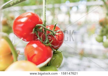 fresh and healthy organic hydrophonic cherry tomatoes in grasshouse farm