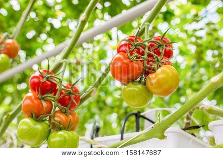 fresh and healthy organic hydrophonic cherry tomatoes in grasshouse farm