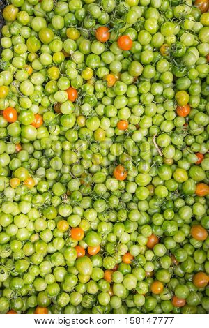 fresh and healthy organic hydrophonic cherry tomatoes in grasshouse farm