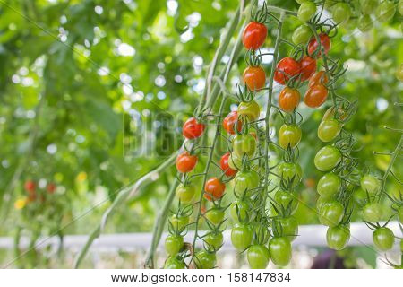 fresh and healthy organic hydrophonic cherry tomatoes in grasshouse farm