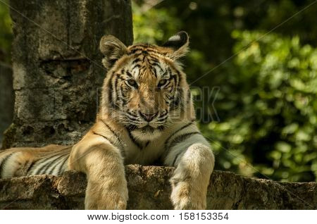 tiger was waiting for lunch at the zoo