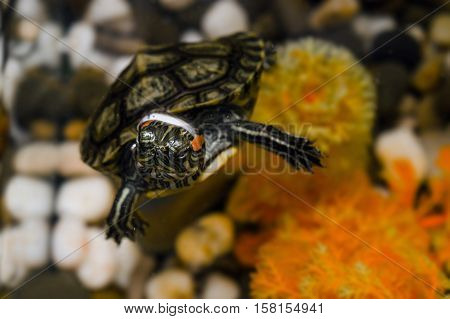 Little pond slider turtle swimming in water