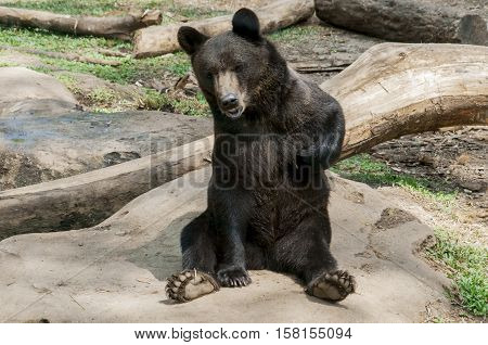 A black bear sitting on a sunny  day.