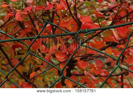 Brilliant color in details of fall leaves turned for autumn season