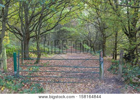 Metal Gate in front of a forest path with a canopy of trees