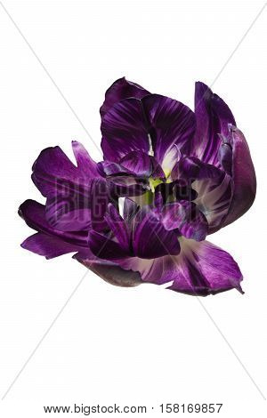 Isolated single petal of bloom violet peony