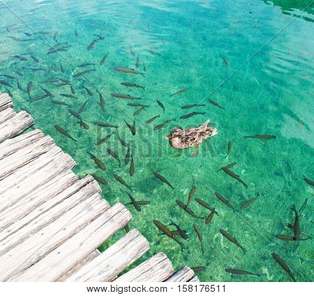 A duck swimming in a crystal turquoise water among fish. Plitvice lakes national park Croatia