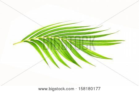 Green leaves of palm tree isolated on white background