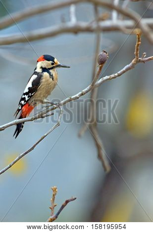 Male great spotted woodpecker (Dendrocopos major) on tree brunch