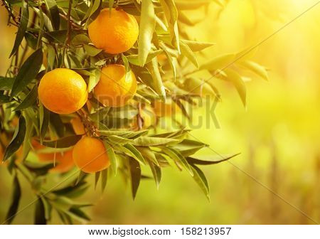 Tangerine sunny garden with green leaves and ripe fruits. Mandarin orchard with ripening citrus fruits. Natural outdoor food background