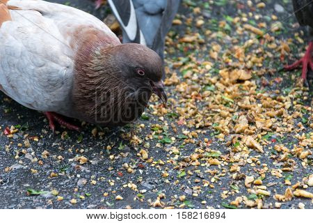 Close up dove is eating on the raod.