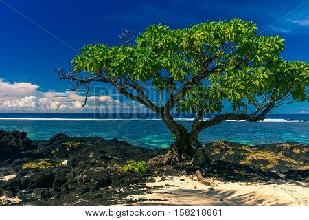 Single tree on a beach with black lava rocks on Upolu, Samoa Islands