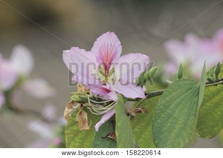 Bauhinia Blakeana Or Hong Kong Orchid Flower