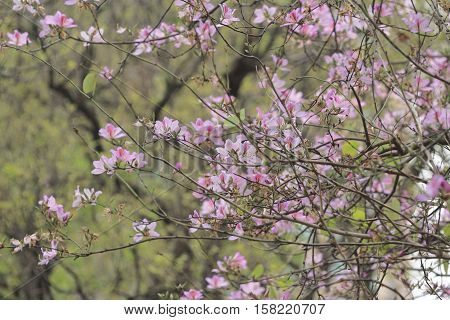Bauhinia Blakeana Or Hong Kong Orchid Flower
