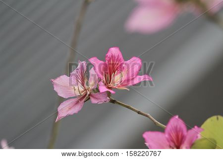 Bauhinia Blakeana Or Hong Kong Orchid Flower