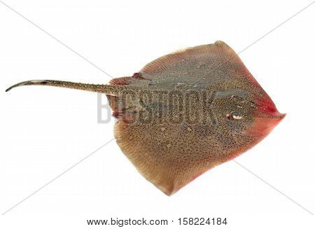 fresh rays in front of white background