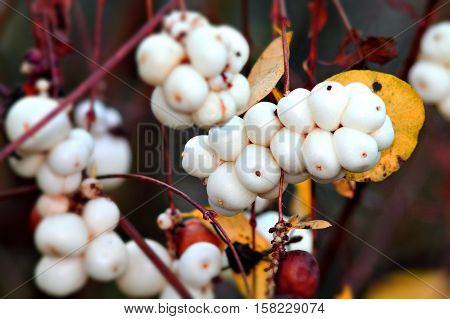Ornamental shrub of david´s milkberry. Snowberry bush. Selected focus.