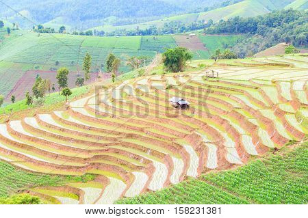 Green Terraced Rice Field in Pa Pong Pieng Mae Chaem Chiang Mai Thailand