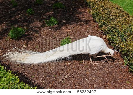 Beautiful White Peacock In Park In Leeds Castle