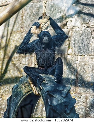 Black Headed Spider Monkey In Zoo Of Besancon