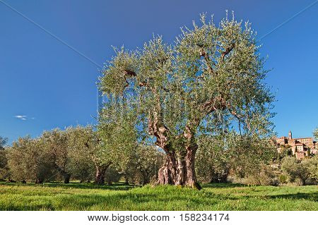 Seggiano, Grosseto, Tuscany, Italy: landscape with an old olive tree in the Tuscan country and the medieval hill town