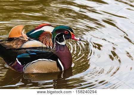 Closeup Mandarin duck (Aix galericulata) swimming in a pond.