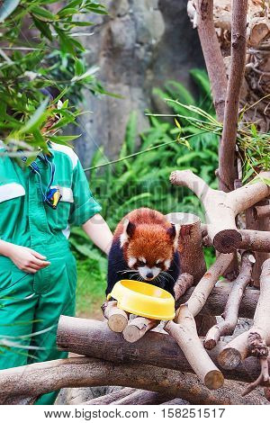 Hong Kong Hong Kong - January 10 2012: Red panda also called as Ailurus fulgens after eating food in the zoo in the Ocean Park in Hong Kong. Selective focus