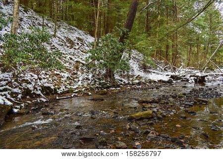 Small Trout Stream Flowing Through an Evergreen Forest in Winter