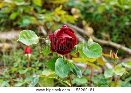 Wine Red Rose Bush In The Garden