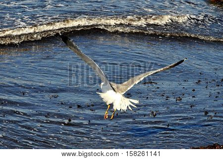 The white seagull hunting on food in the sea