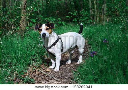 Jack russel terrier in wild spring forest