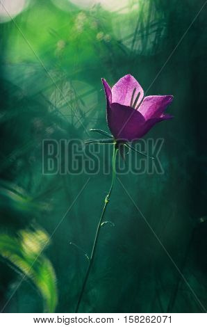Bluebell in the deep forest with sun shine.