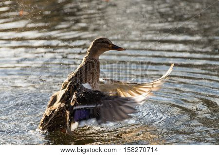 A Mallard Duck beats with the wings at the lake. Ducks at the lake.