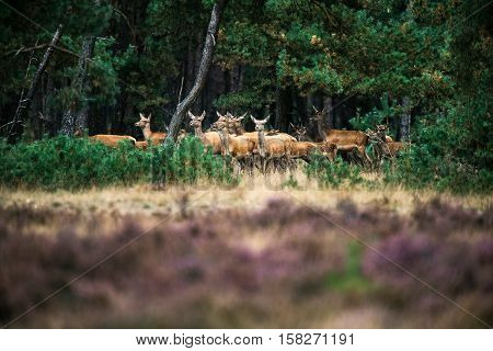 Alert Herd Of Red Deer Hinds At The Edge Of Forest. National Park Hoge Veluwe.