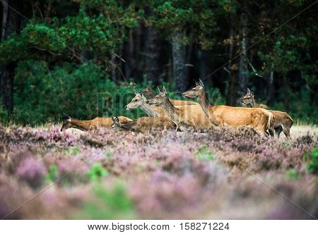 Alert Herd Of Red Deer Hinds At The Edge Of Forest. National Park Hoge Veluwe.