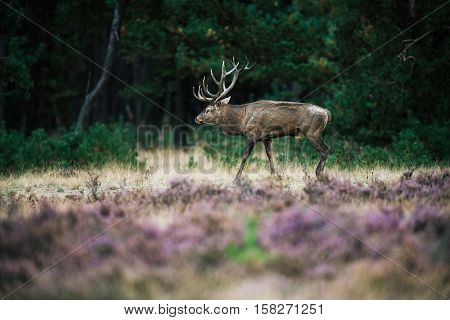 Red Deer Stag Walking In Heath During Mating Season. National Park Hoge Veluwe.