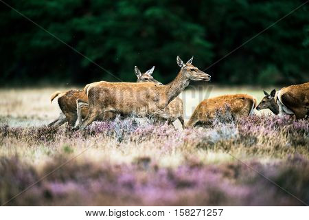 Herd Of Red Deer Hinds In Heath During Mating Season. National Park Hoge Veluwe.