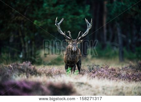 Solitary Red Deer Stag With Big Antlers Standing In Heath. National Park Hoge Veluwe.