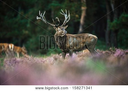 Roaring Red Deer Stag With Big Antlers Standing In Heath. National Park Hoge Veluwe.