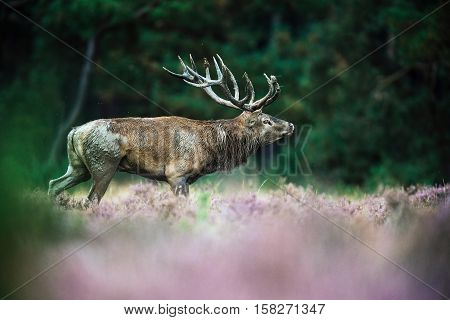Roaring Red Deer Stag With Big Antlers Standing In Heath. National Park Hoge Veluwe.