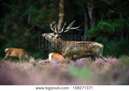 Red Deer Stag In Mating Season. National Park Hoge Veluwe.
