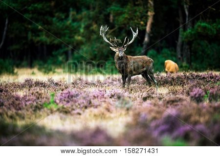 Dominant Red Deer With Dirty Antlers Standing In Heath During Rutting Season. National Park Hoge Vel