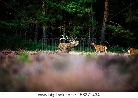 Roaring Red Deer In Mating Season. National Park Hoge Veluwe.