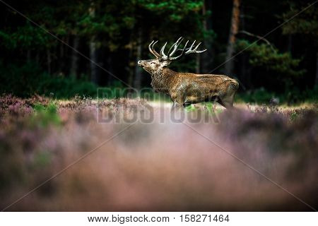Roaring Red Deer In Mating Season. National Park Hoge Veluwe.