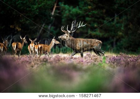 Red Deer Stag Walking In Heath Field During Rutting Season. National Park Hoge Veluwe.