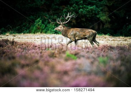 Red Deer Stag Walking In Heath Field During Rutting Season. National Park Hoge Veluwe.