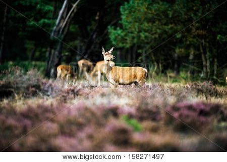 Alert Red Deer Doe Standing In Heath Field. National Park Hoge Veluwe.