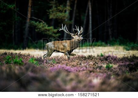 Red Deer Stag Walking In Heath Field During Rutting Season. National Park Hoge Veluwe.